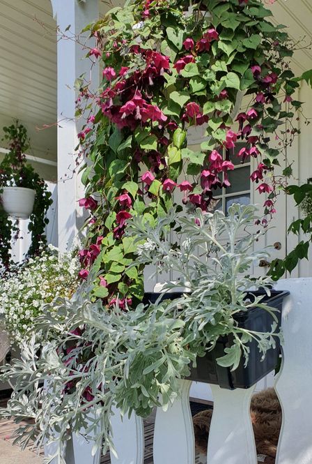 Hovedbilde Eva blomsterkasse