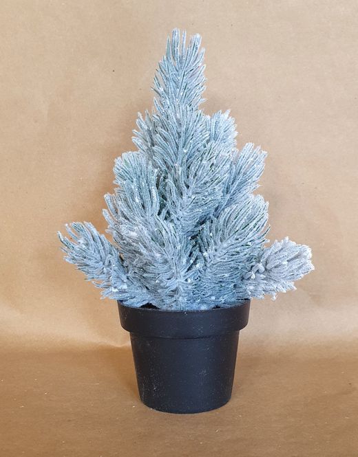 Hovedbilde Furu mini snø i potte