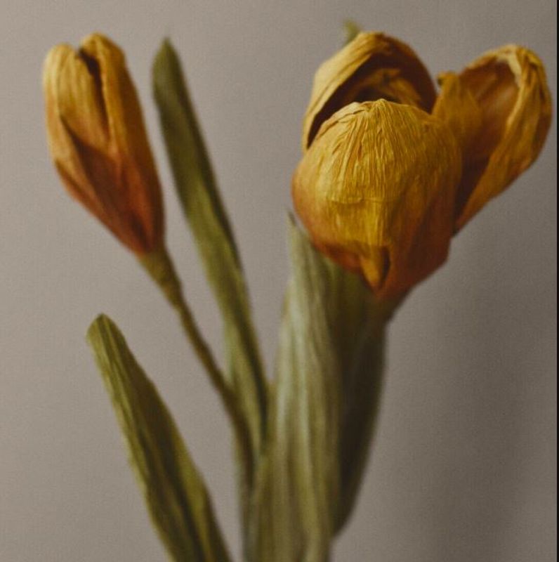 Papirblomst Tulipan gul